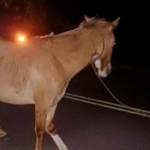 Rescate de caballo herido en la Ruta Provincial 4 tras colisión con vehículo