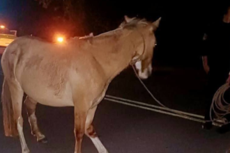 Rescate de caballo herido en la Ruta Provincial 4 tras colisión con vehículo
