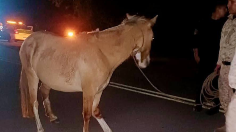 Rescate de caballo herido en la Ruta Provincial 4 tras colisión con vehículo