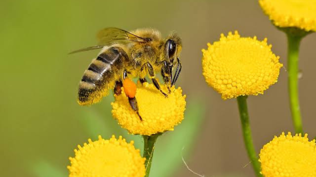 Charla educativa sobre la importancia de las abejas en el Parque Botánico Municipal