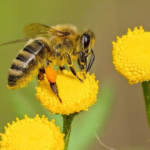 Charla educativa sobre la importancia de las abejas en el Parque Botánico Municipal