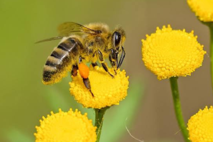 Charla educativa sobre la importancia de las abejas en el Parque Botánico Municipal