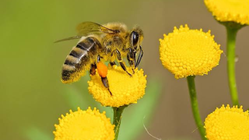 Charla educativa sobre la importancia de las abejas en el Parque Botánico Municipal