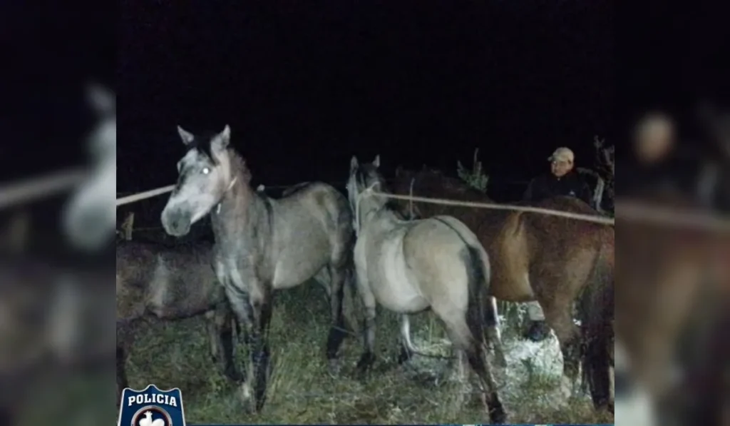 Secuestro de caballos sueltos en la Ruta Nacional N° 9 en El Carmen