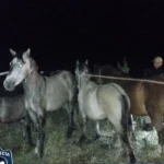 Secuestro de caballos sueltos en la Ruta Nacional N° 9 en El Carmen