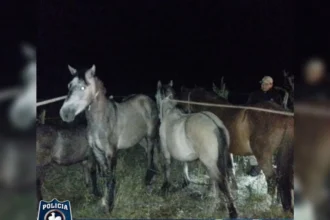 Secuestro de caballos sueltos en la Ruta Nacional N° 9 en El Carmen