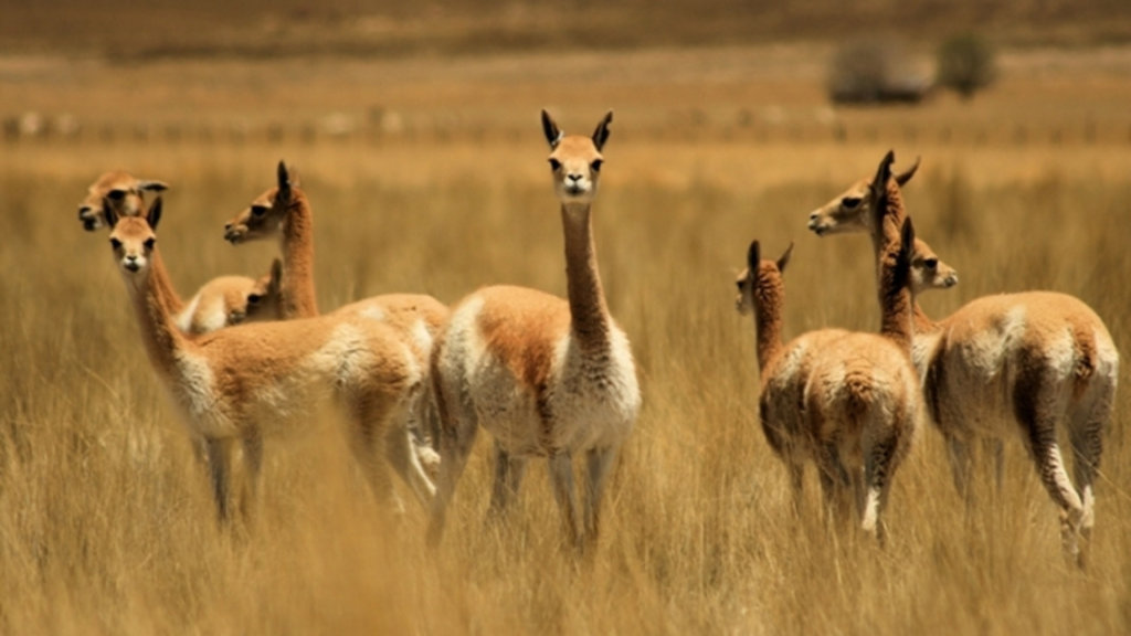 Récord de multa por caza furtiva de vicuñas en Jujuy: 89 millones de pesos