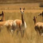 Récord de multa por caza furtiva de vicuñas en Jujuy: 89 millones de pesos