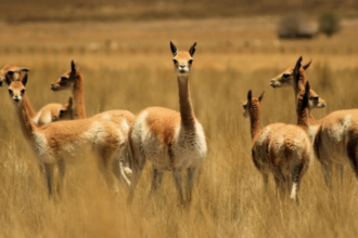 Récord de multa por caza furtiva de vicuñas en Jujuy: 89 millones de pesos