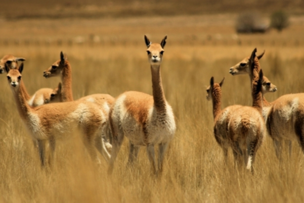 Récord de multa por caza furtiva de vicuñas en Jujuy: 89 millones de pesos