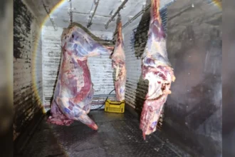 Detienen a dos jujeños en Salta por transportar carne ilegal