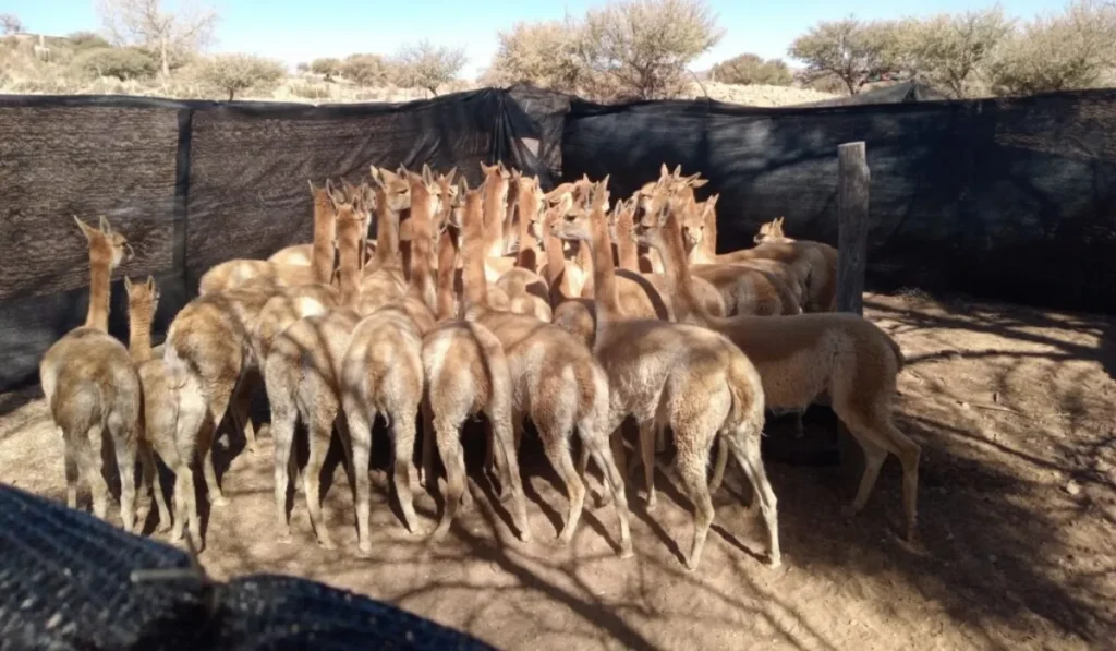 Justicia clausuró criadero y rescató a 41 vicuñas maltratadas en Humahuaca
