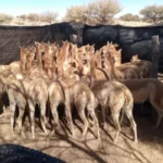 Justicia clausuró criadero y rescató a 41 vicuñas maltratadas en Humahuaca