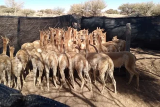 Justicia clausuró criadero y rescató a 41 vicuñas maltratadas en Humahuaca