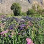 La provincia de Jujuy organiza la primera jornada de floricultura