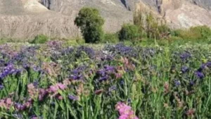 La provincia de Jujuy organiza la primera jornada de floricultura