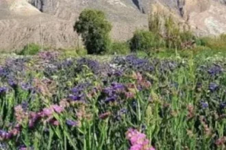 La provincia de Jujuy organiza la primera jornada de floricultura