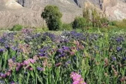La provincia de Jujuy organiza la primera jornada de floricultura