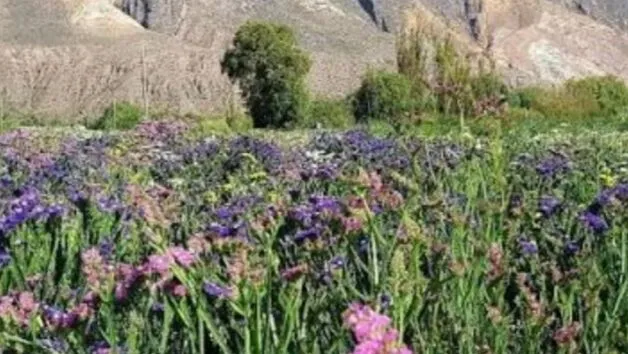 La provincia de Jujuy organiza la primera jornada de floricultura