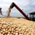Cosecha récord de soja: rendimientos históricos y exportaciones por US.500 millones