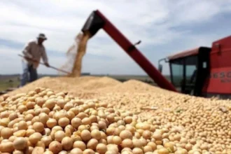 Cosecha récord de soja: rendimientos históricos y exportaciones por US.500 millones