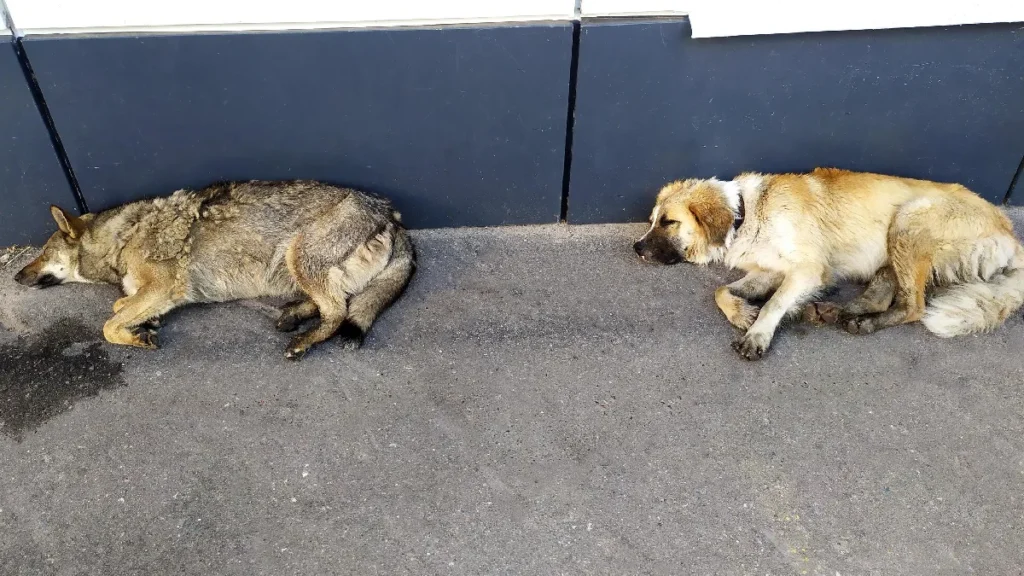 Crecen las denuncias por animales expuestos al frío en Jujuy