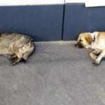Crecen las denuncias por animales expuestos al frío en Jujuy
