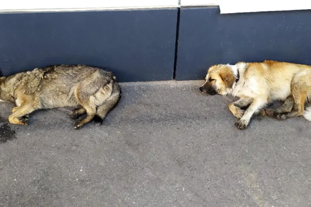 Crecen las denuncias por animales expuestos al frío en Jujuy