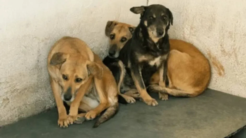 Denuncian maltrato animal en Jujuy: tres perros al frío en un balcón