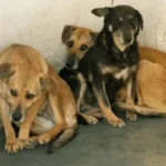 Denuncian maltrato animal en Jujuy: tres perros al frío en un balcón