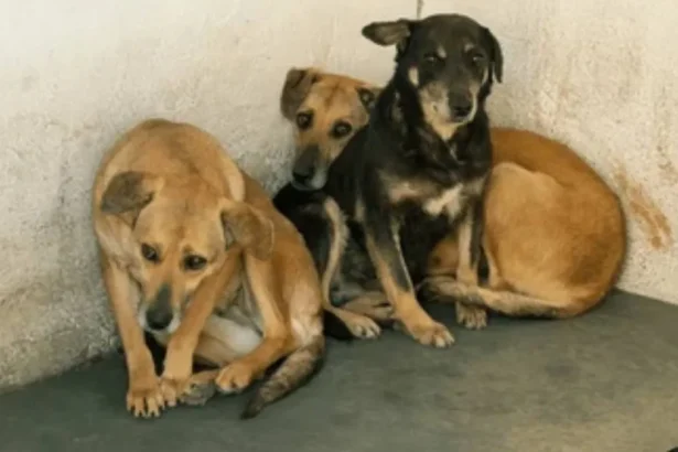 Denuncian maltrato animal en Jujuy: tres perros al frío en un balcón