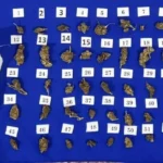 Golpe al narcomenudeo en Jujuy: 21 detenidos y 137 mil dosis secuestradas