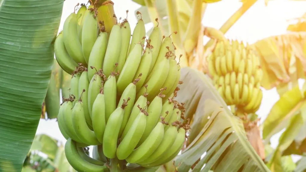 Jujuy y Salta cuestionan la resolución bananera que preocupa a productores