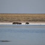 La plaga del jabalí europeo provoca pérdidas millonarias en el campo argentino