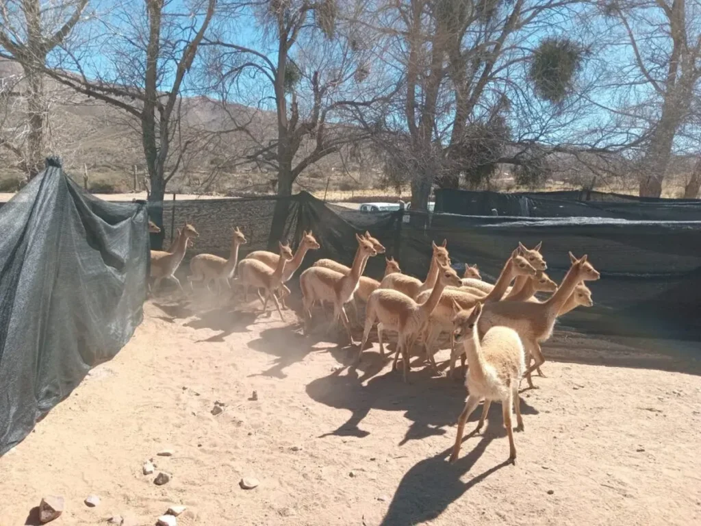 Rescate de vicuñas en Humahuaca: dueños enfrentan multas millonarias