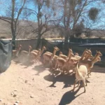 Rescate de vicuñas en Humahuaca: dueños enfrentan multas millonarias
