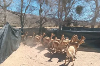 Rescate de vicuñas en Humahuaca: dueños enfrentan multas millonarias
