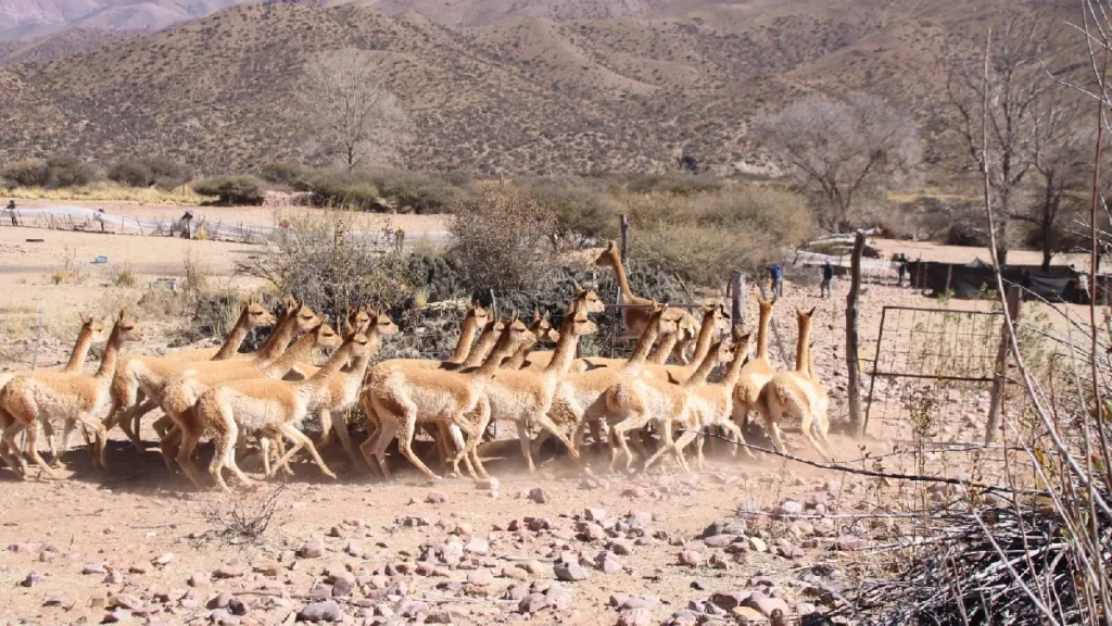Rescate de vicuñas en la Puna jujeña: 42 animales liberados y dueño imputado