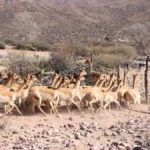 Rescate de vicuñas en la Puna jujeña: 42 animales liberados y dueño imputado
