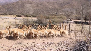 Rescate de vicuñas en la Puna jujeña: 42 animales liberados y dueño imputado