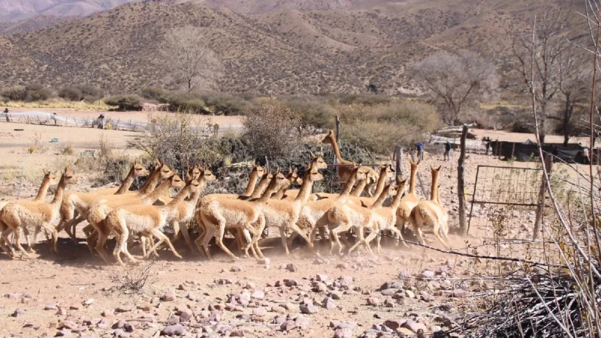 Rescate de vicuñas en la Puna jujeña: 42 animales liberados y dueño imputado