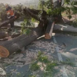 Siguen unos 5.000 usuarios sin servicio eléctrico en Jujuy por el temporal