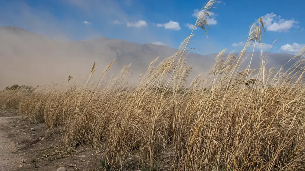 Viento norte y pasto cubano: cómo reducir el riesgo de incendios en Jujuy