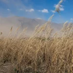 Viento norte y pasto cubano: cómo reducir el riesgo de incendios en Jujuy