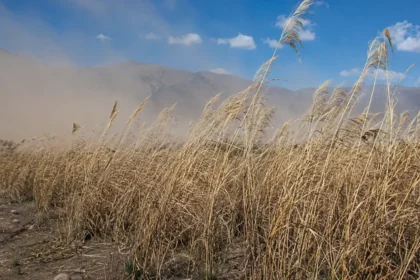Viento norte y pasto cubano: cómo reducir el riesgo de incendios en Jujuy
