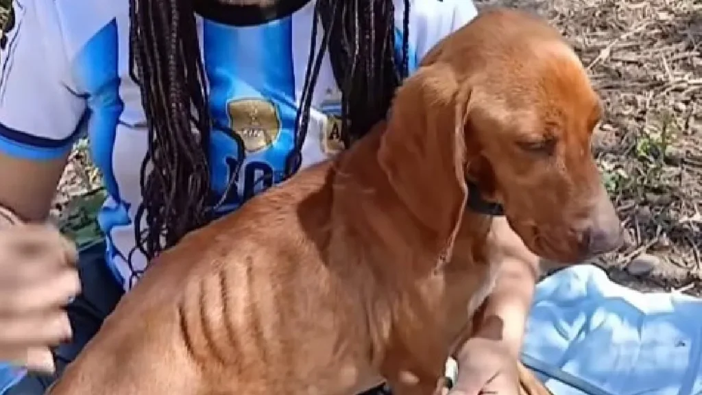 Hallan un perro maltratado en Palpalá con quemaduras y orejas perforadas