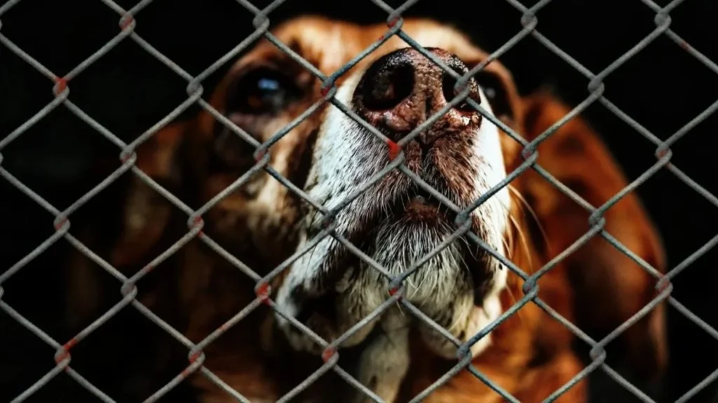 Impulsan un registro de maltratadores de animales en la capital jujeña