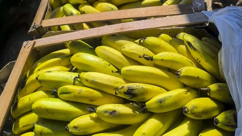 Jujuy suma controles a bananas importadas para cuidar la producción local