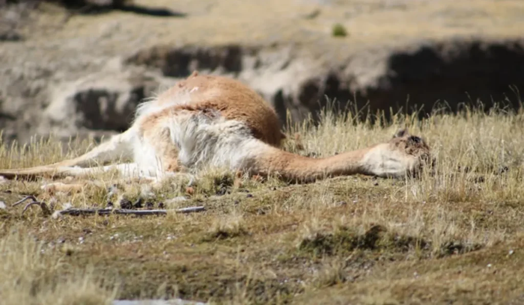 Matanza de vicuñas en la Puna: la población cayó de 2.000 a 400 ejemplares