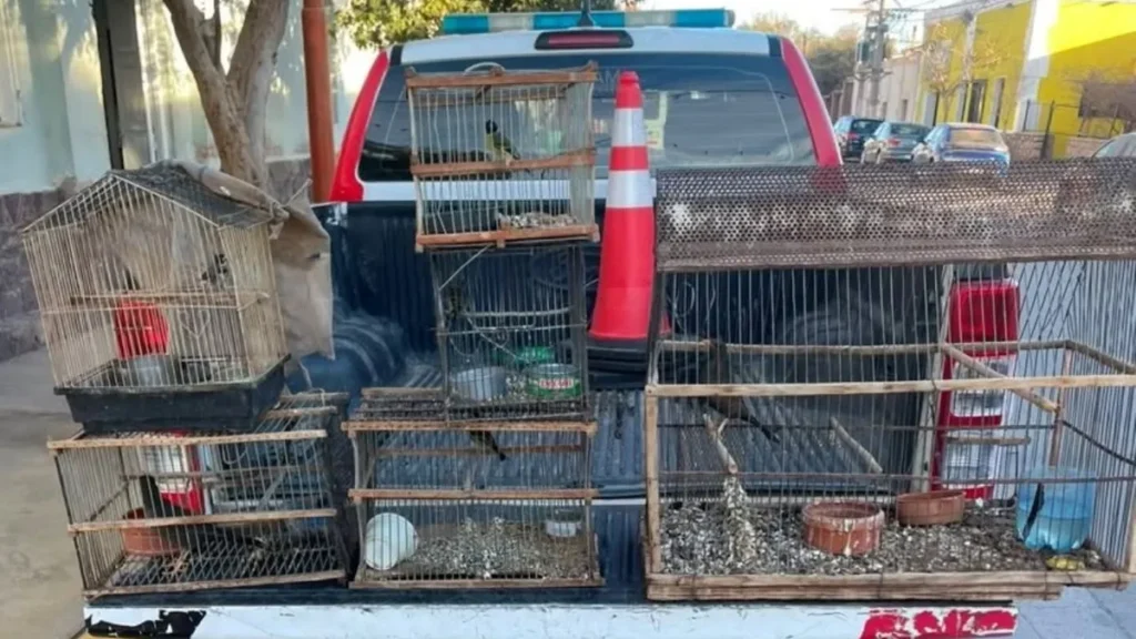 Secuestran 22 aves canoras ilegales y detienen a cuatro riojanos en Catamarca